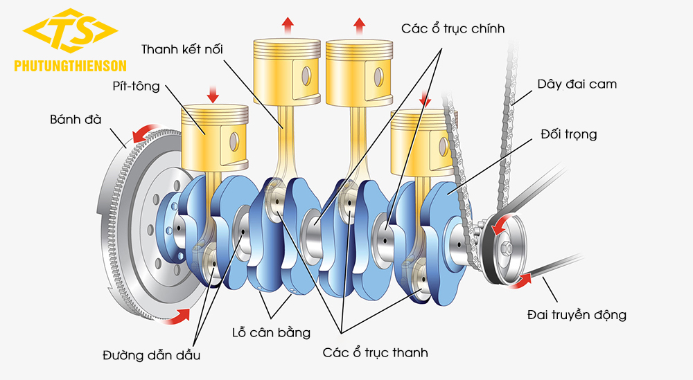 Cấu tạo của trục cơ